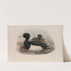Fuligula cristata. Tufted Duck. (1862-1873) by John Gould