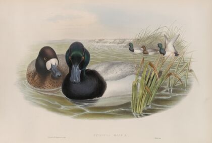Fuligula marila. Scaup Duck. (1862-1873)