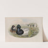 Fuligula marila. Scaup Duck. (1862-1873) by John Gould