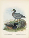 Fuligula novae zealandiae and Hymenolaemus malacorhynchus