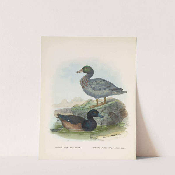 Fuligula novae zealandiae and Hymenolaemus malacorhynchus by John Gerrard Keulemans