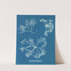 Furcellaria fastigiata by Anna Atkins