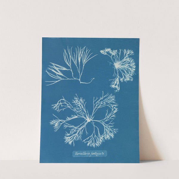 Furcellaria fastigiata by Anna Atkins