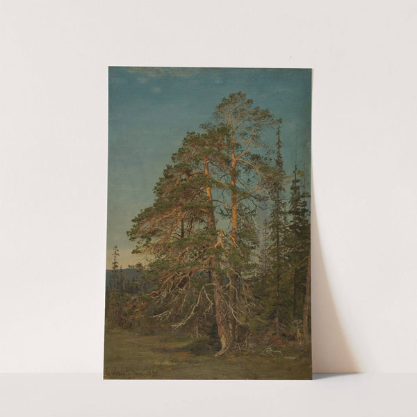 Furuer, Levanger by Amaldus Nielsen