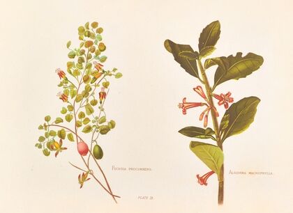 Fushia Procumbens