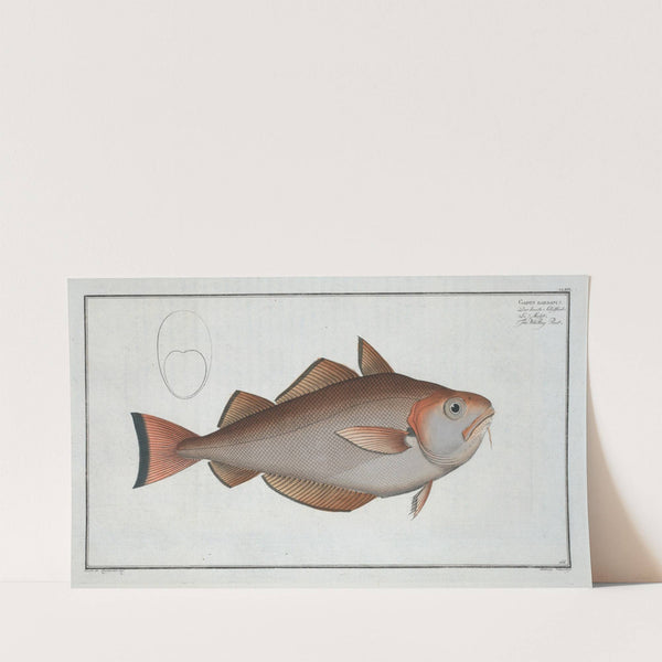 Gadus Barbatus, The Whiting Pout. (1785-1797) by Marcus Elieser Bloch