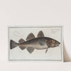 Gadus Callarias, The Dorsh. by Marcus Elieser Bloch