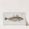 Gadus Merlangus, The Whiting. (1785-1797) by Marcus Elieser Bloch