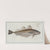 Gadus Merlangus, The Whiting. (1785-1797) by Marcus Elieser Bloch