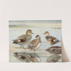 Gadwall, Coues&#039;s Gadwall by Louis Agassiz Fuertes