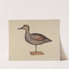 Gadwall Decoy by Samuel W. Ford
