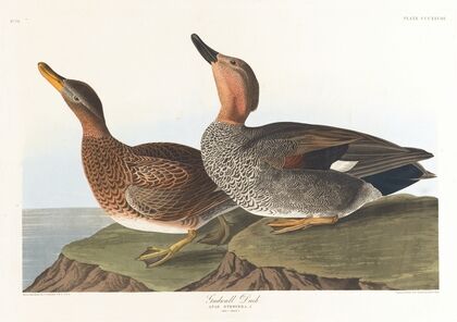 Gadwall duck