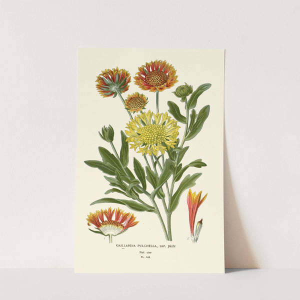 Gaillardia Pulchella (1896-1897) by Edward Step