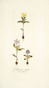 Galaxia ovata