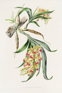 Galeandra Baueri
