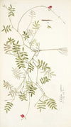 Galega capensis