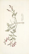 Galega dubia