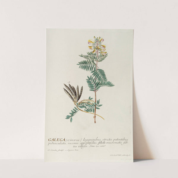 Galega by Georg Dionysius Ehret