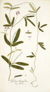 Galega longifolia