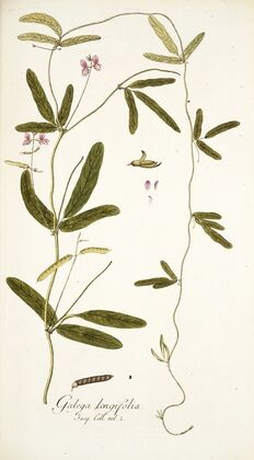 Galega longifolia