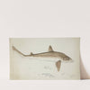 Galeorhinus galeus (NZ): Requiem shark (1889) by Frank Edward Clarke