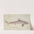 Galeorhinus galeus : Requiem shark (1876) by Frank Edward Clarke