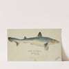 Galeorhinus galeus (Tas) : requiem shark (1867) by Frank Edward Clarke
