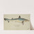 Galeorhinus galeus (Tas) : requiem shark (1867) by Frank Edward Clarke