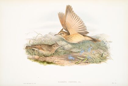 Galerita cristata. Crested Lark. (1862-1873)