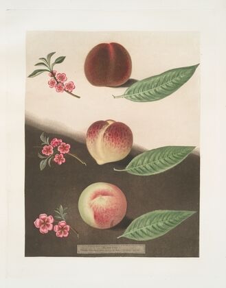 Gallande, La Teton de Venus and the Noblesse peaches. (1812) — size preview