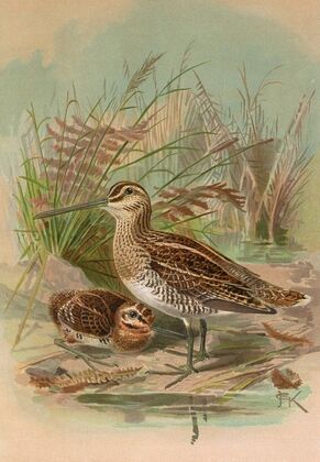 Gallinago gallinago