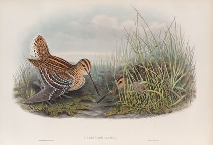 Gallinago major. Great Snipe. (1862-1873)