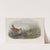Gallinago major. Great Snipe. (1862-1873) by John Gould