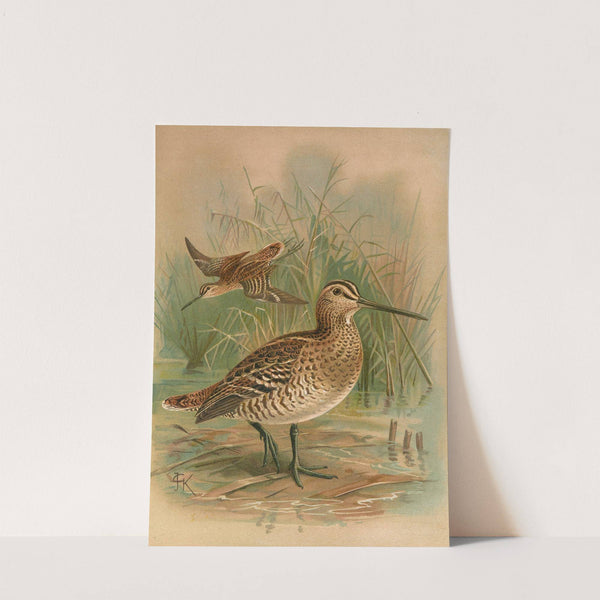 Gallinago major by Johann Friedrich Naumann