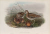 Gallinago scolopacina. Common Snipe. (1862-1873)