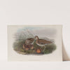 Gallinago scolopacina. Common Snipe. (1862-1873) by John Gould