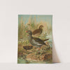 Gallinula chloropus by Johann Friedrich Naumann