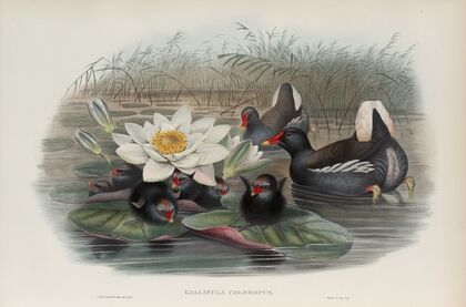 Gallinula chloropus. Moorhen. (1862-1873)