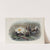 Gallinula chloropus. Moorhen. (1862-1873) by John Gould