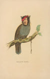 Gallows Bird (1851)