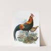 Gallus ferrugineus. (1872) by Joseph Smit