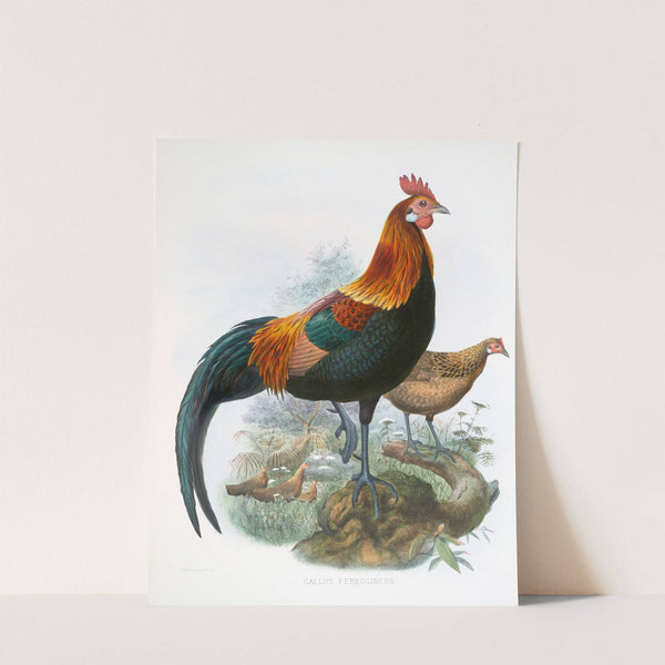 Gallus ferrugineus. (1872) by Joseph Smit