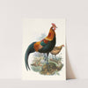 Gallus ferrugineus. by Joseph Smit