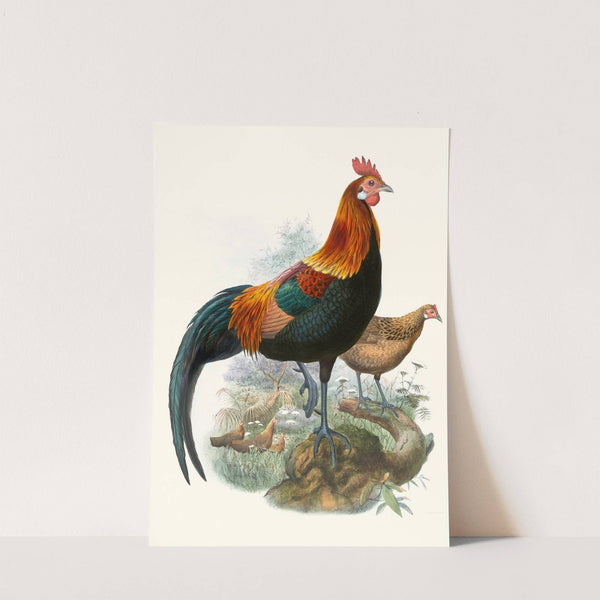 Gallus ferrugineus. by Joseph Smit