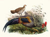 Gallus Sonneratii.