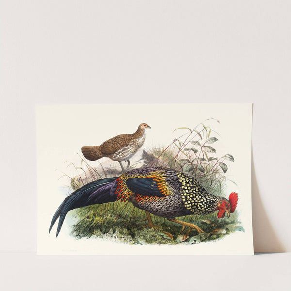 Gallus Sonneratii. by Joseph Smit