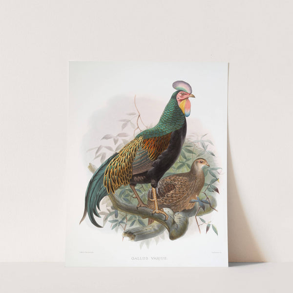 Gallus varius. (1872) by Joseph Smit