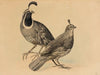 Gamble Quail