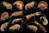 Gammarini del golfo di Napoli Plate 4