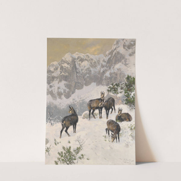 Gämse im Winter by Josef Schmitzberger